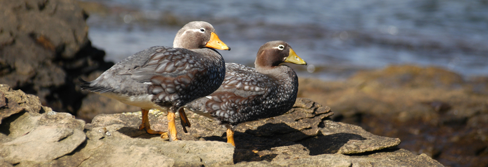 FALKLANDS FLIGHTLESS STEAMER DUCK Tachyeres brachydactyla